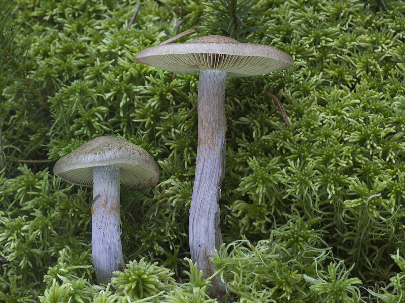 Cortinarius scaurus